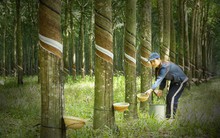 BVSC: Cao su Phước Hòa (PHR) có thể được hưởng 3.400 tỷ lợi nhuận từ cả vòng đời VSIP 3, đang ấp ủ phát triển 3 dự án quy mô 3.000ha