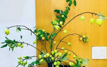 Cành táo mèo đầu mùa giá rẻ bất ngờ, chị em thích thú mua cắm chơi