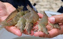 Những "quả tạ" sẽ đeo bám các đại gia ngành tôm nửa cuối năm 2022: Lạm phát cao, ngoại tệ mất giá, dịch bệnh phức tạp, nguyên liệu thiếu hụt...