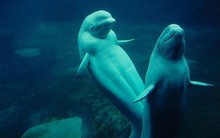 Cực kỳ thông minh và đáng yêu, cá voi Beluga còn có một năng lực đặc biệt khiến con người phải rùng mình