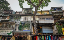 Hà Nội: Kỳ lạ những cây cổ thụ mọc giữa đường, thậm chí xuyên thủng nhà