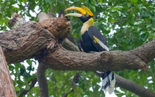 TP.HCM: Nhiều loài động vật thiên nhiên về sống giữa phố xá, có cả chim quý hàng nghìn đô