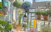 Khu vườn ban công chỉ vỏn vẹn vài mét vuông mà đếm mỏi tay số lượng hoa có trong vườn