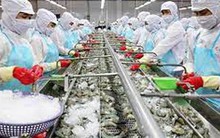 Doanh nghiệp thủy hải sản thiếu nguyên liệu