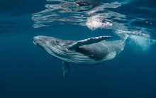 Kình lạc - bài ca bất tận của đại dương: Không hề biết cái chết của cá voi lại ý nghĩa đến thế!