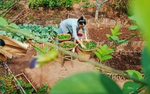 Ngắm khu vườn hoa trái và cuộc sống bình an thôn dã của cô gái bỏ phố thị