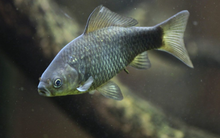 Sinh vật tự tạo bản sao xâm chiếm châu Âu, chuyên gia: Sử dụng chiêu trò chưa từng thấy