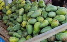 Xoài Việt hết mùa, xoài Campuchia lấn sân
