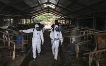 Virus lở mồm long móng bất ngờ tái xuất, quốc gia này ban hành những biện pháp phòng ngừa chưa từng có