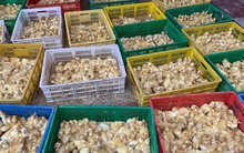 Mục sở thị "thủ phủ" mỗi ngày xuất hàng vạn giống gà con