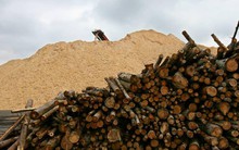 Pin xe điện làm từ… gỗ: ‘Ngôi sao sáng giá’ khi châu Âu loại bỏ hoàn toàn xe xăng