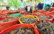 Xuất khẩu tôm gặp khó