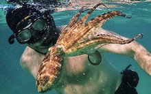 Phát hiện độc: Bạch tuộc thông minh một cách đáng sợ vì chia sẻ cùng gen trí tuệ với con người