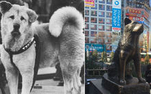 Những chuyện ít người biết về Hachiko - chú chó đứng ở sân ga 10 năm đợi chủ đã trở thành biểu tượng của lòng trung thành