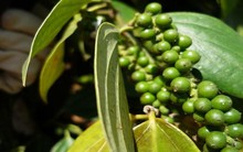 Giá tiêu xuất khẩu khó "cải thiện" trong những tháng cuối năm