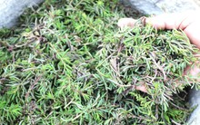 Loại rau siêu sạch, "ăn" sương và "thở" bằng khí trời thành đặc sản nức tiếng