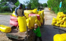 Giá lúa tăng nhưng nông dân không có lãi