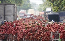 Bắc Giang: Vải vào vụ chín đỏ vườn, 5h sáng phóng xe máy cõng gần 2 tạ quả đi đổ buôn, quốc lộ 31 tắc dài
