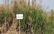 TPHCM nói gì về việc hai doanh nghiệp trúng đấu giá đất Thủ Thiêm không nộp tiền?