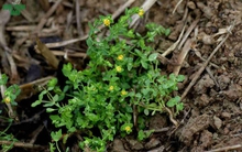 Cây cỏ dại mọc đầy ở Việt Nam, có tác dụng chữa sởi, viêm gan hiệu quả ít người biết