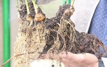 Cây sâm Ngọc Linh 'khủng' được định giá gần 1 tỷ đồng