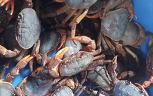 Đua nhau săn đặc sản cua đá, giá gần 300.000 đồng/kg