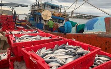 Ngư dân Quảng Bình 'trúng đậm' sau thời gian dài tàu nằm bờ