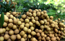 Nhãn Hòa Bình xuất sang châu Âu