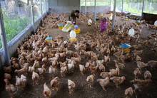 Giá gà tăng mạnh