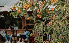 Mùa thu đến Đà Lạt: Có ai cưỡng nổi sức quyến rũ của thức quả này?