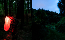 Những chú đom đóm mãi chờ màn đêm không bao giờ đến: Ô nhiễm ánh sáng đang từ từ giết chết hành tinh