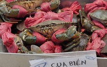 Mỹ, Nhật, Trung Quốc tranh nhau mua cua, ghẹ Việt Nam