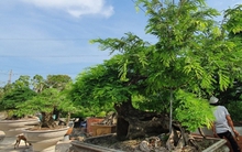 "Vua me" với những tác phẩm bonsai "hái" tiền tỷ
