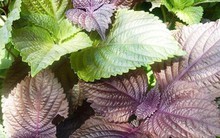 Loại rau được coi là thuốc quý tại Nhật, Việt Nam bán rẻ bèo, nhưng không phải ai cũng dùng được