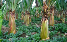 Siêu cây lương thực đủ cứu đói hơn 100 triệu người có gì đặc biệt?