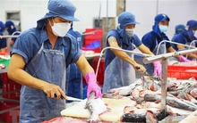 Giá cá tra đông lạnh xuất khẩu sang Mexico tăng 63,5%