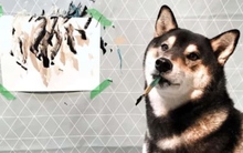 Chú chó có tài vẽ tranh được khắp thế giới đặt mua, giúp chủ kiếm hơn 400 triệu