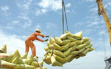 Thiếu thương hiệu: Gạo Việt đánh mất cơ hội tại thị trường EU