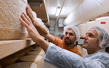 Vùng sản xuất phô mai 2.000 năm của Pháp buộc phải tạm dừng vì hạn hán kéo dài