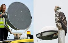 Người phụ nữ giữ an toàn cho mỗi chuyến bay: Ngăn các loài động vật hoang dã 'đi lạc' và những chuyện thú vị trong nghề