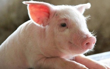 Giá heo hơi tăng lên mức 71.000 đồng/kg