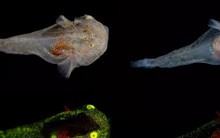 Tìm thấy loài cá phát sáng có chất chống đông lạnh siêu khủng