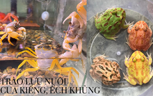 Kinh doanh cua kiểng, ếch khủng làm cảnh: Từ đam mê đến nghề tay trái kiếm bộn tiền