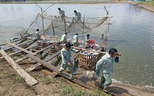 Xuất khẩu cá tra giảm tốc