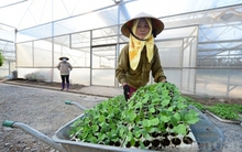 Nghịch lý “ai chơi với nông dân cũng giàu”