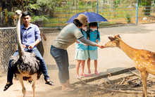 Những vườn thú giúp trẻ nhỏ được trải nghiệm tiếp xúc động vật ở cự ly gần