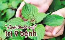 Nước tía tô là liều thuốc quý trị được 9 căn bệnh, nhưng cẩn thận ngay kẻo dùng sai cách