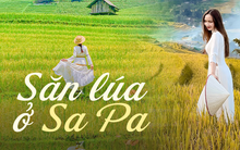 Đi săn lúa ở Sa Pa nhưng không phải ai cũng tìm được những thửa ruộng vàng óng, nguyên sơ