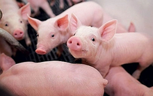 HAGL đặt mục tiêu sản xuất 1 triệu con heo trong 2023, bắt đầu bán gà từ tháng 11