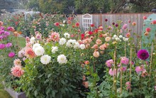 Khu vườn thơ mộng của người mẹ cùng cô con gái nhỏ xinh đẹp